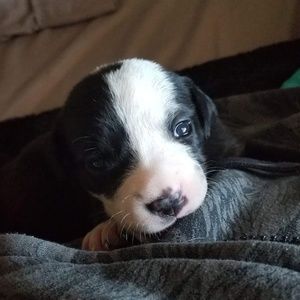 Meet your Posher, Aleha